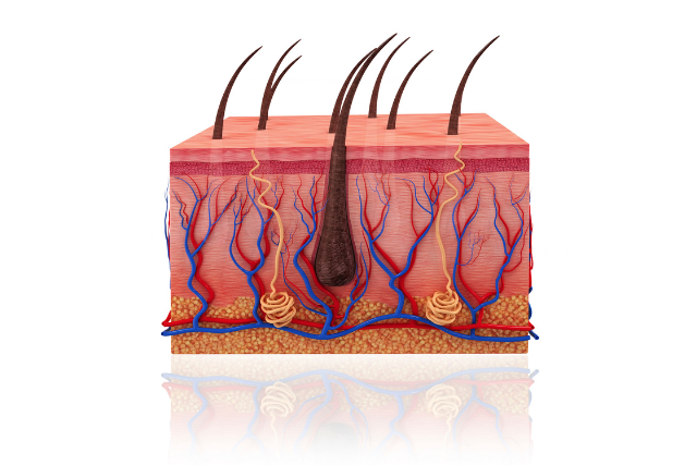 傷跡に毛が生えないのはなぜ?|皮膚構造と脱毛メカニズム