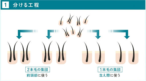 採取した株を分ける